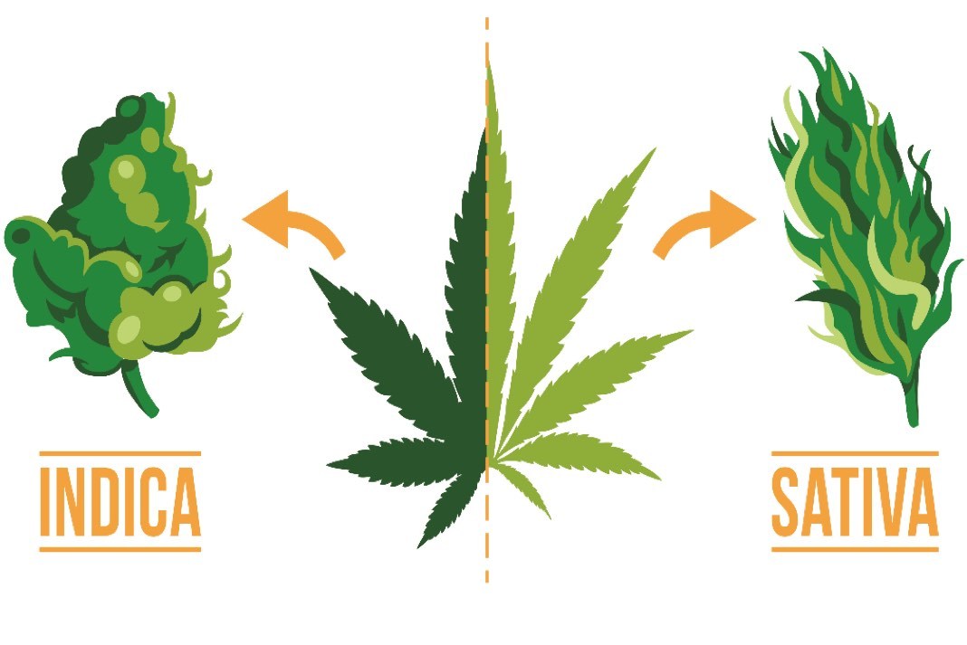 Sativa VS Indica - Differenze Cannabis