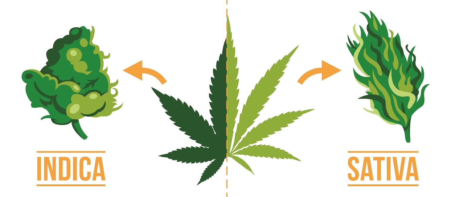 sativa vs indica