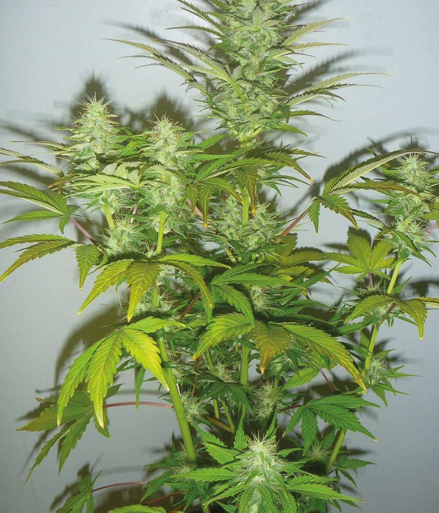 Amnesia Cbd - Pianta di Cannabis Light