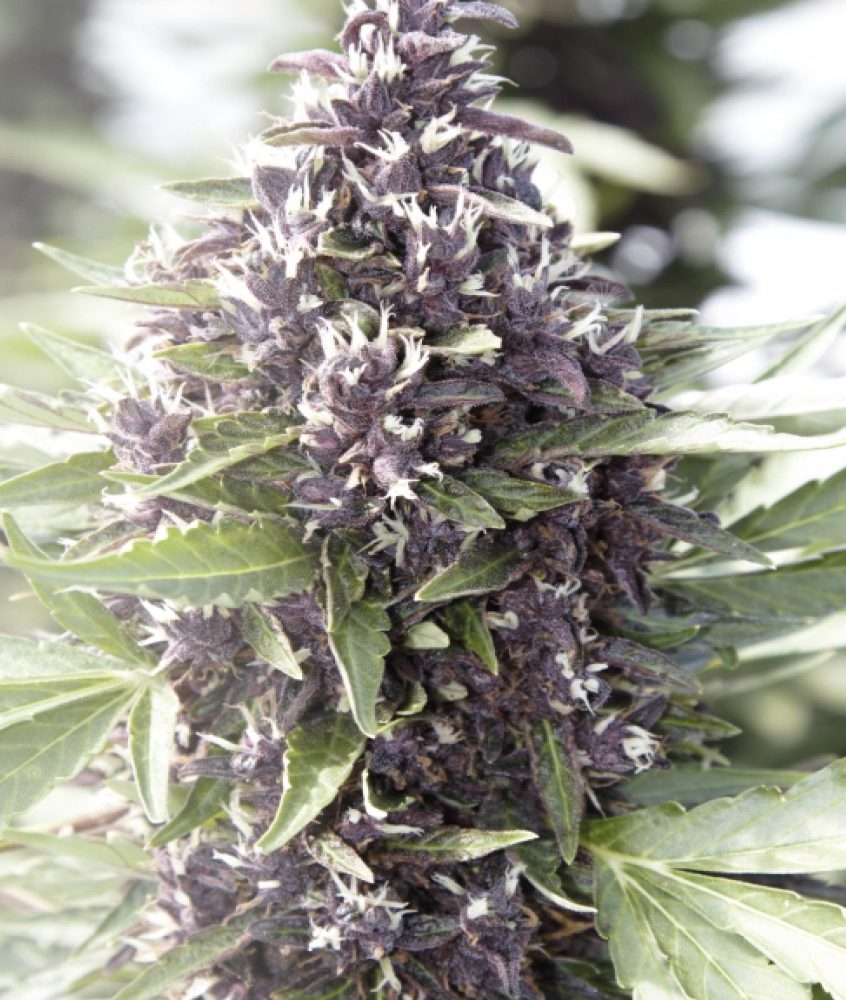 Auto CBD Blackberry - Semi di Cannabis CBD Femminilizzati Cannabis Light - Shop Online