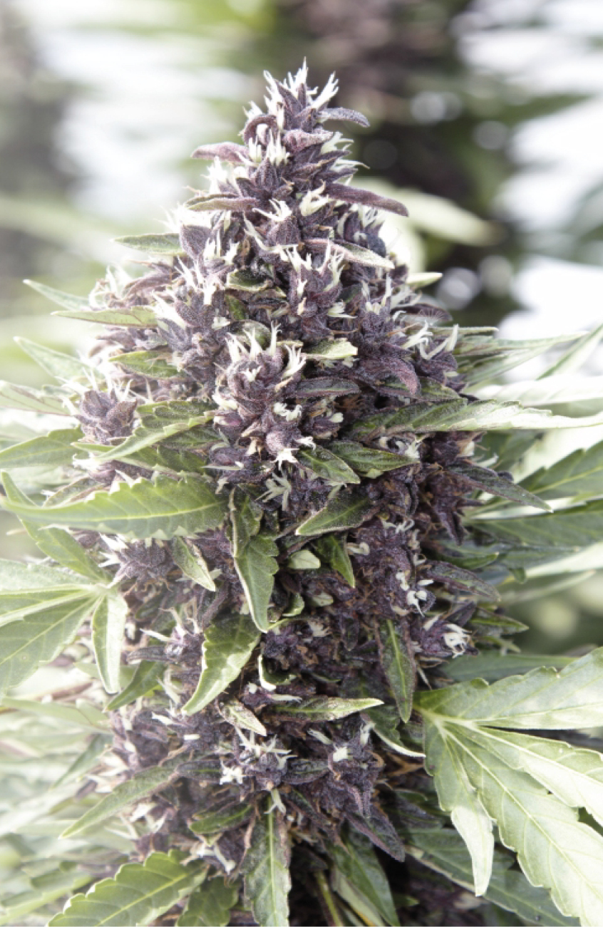 Auto CBD Blackberry - Semi di Cannabis CBD Femminilizzati Cannabis Light - Shop Online