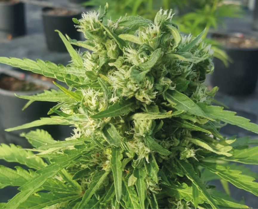 Banana Hybrid - Pianta di Cannabis Light Legale CBD