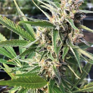 Blueberry Kush - Pianta e Talee di Cannabis Light - Shop Online