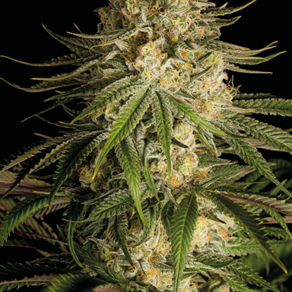 CBD Critical Kush - Pianta di Cannabis Light