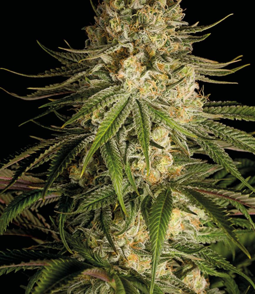 CBD Critical Kush - Pianta di Cannabis Light