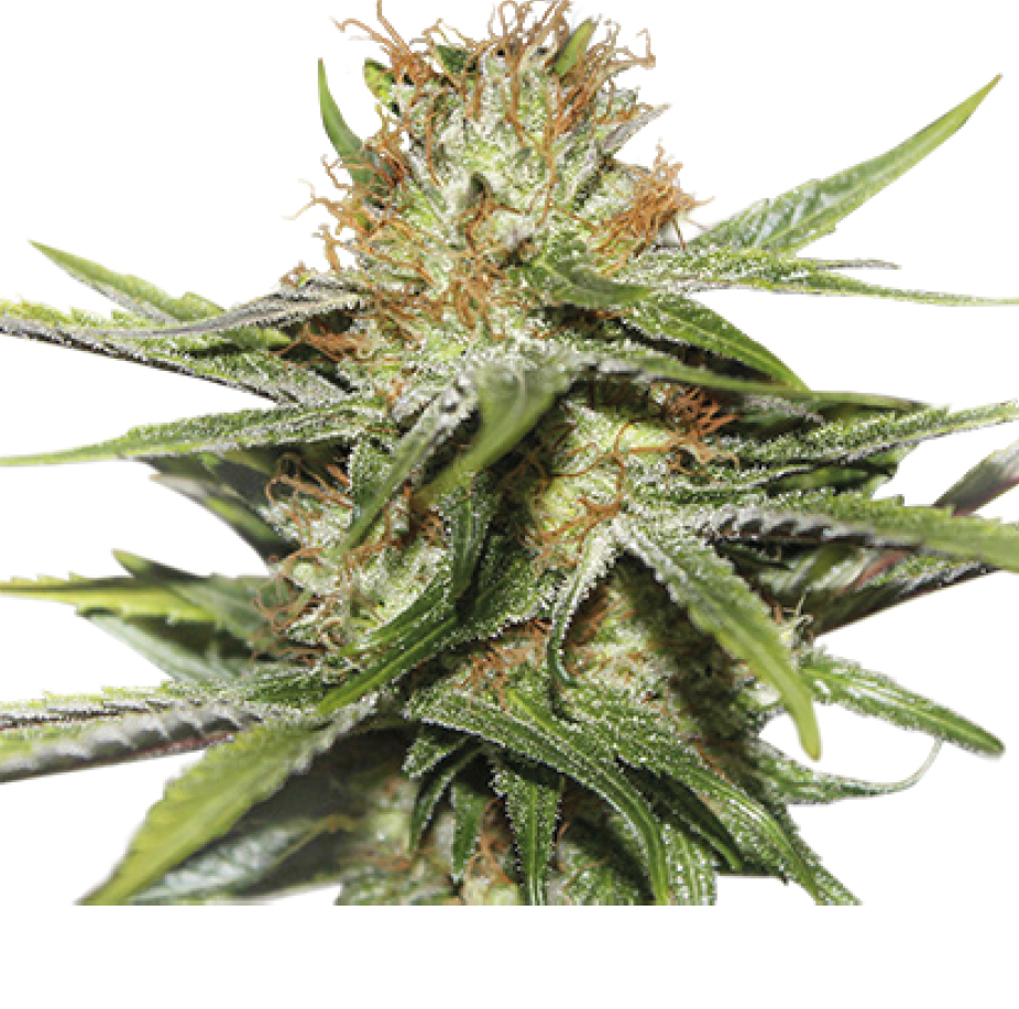 CBD Critical Kush - Pianta di Cannabis Light