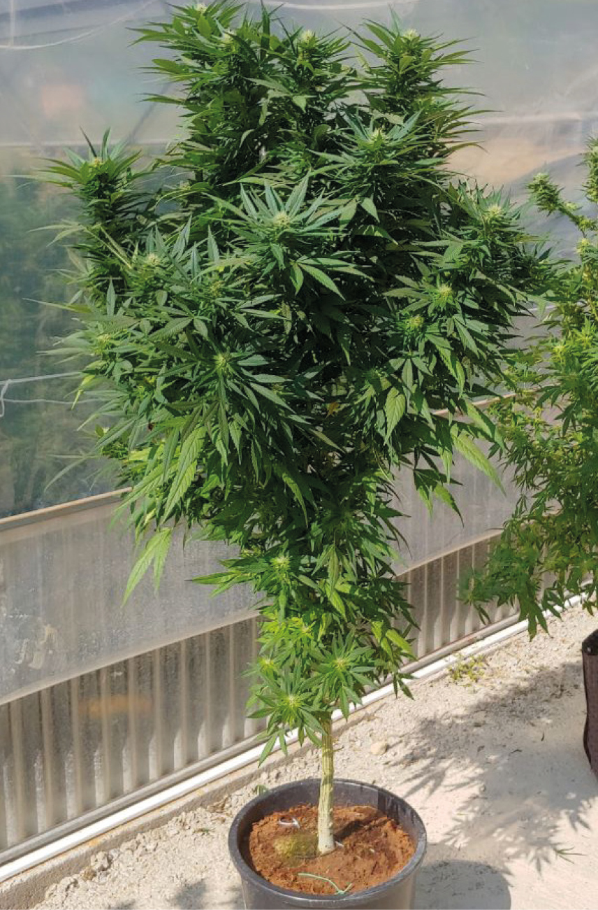 Green Poison - Pianta di Cannabis Sativa Legale - Vendita Online