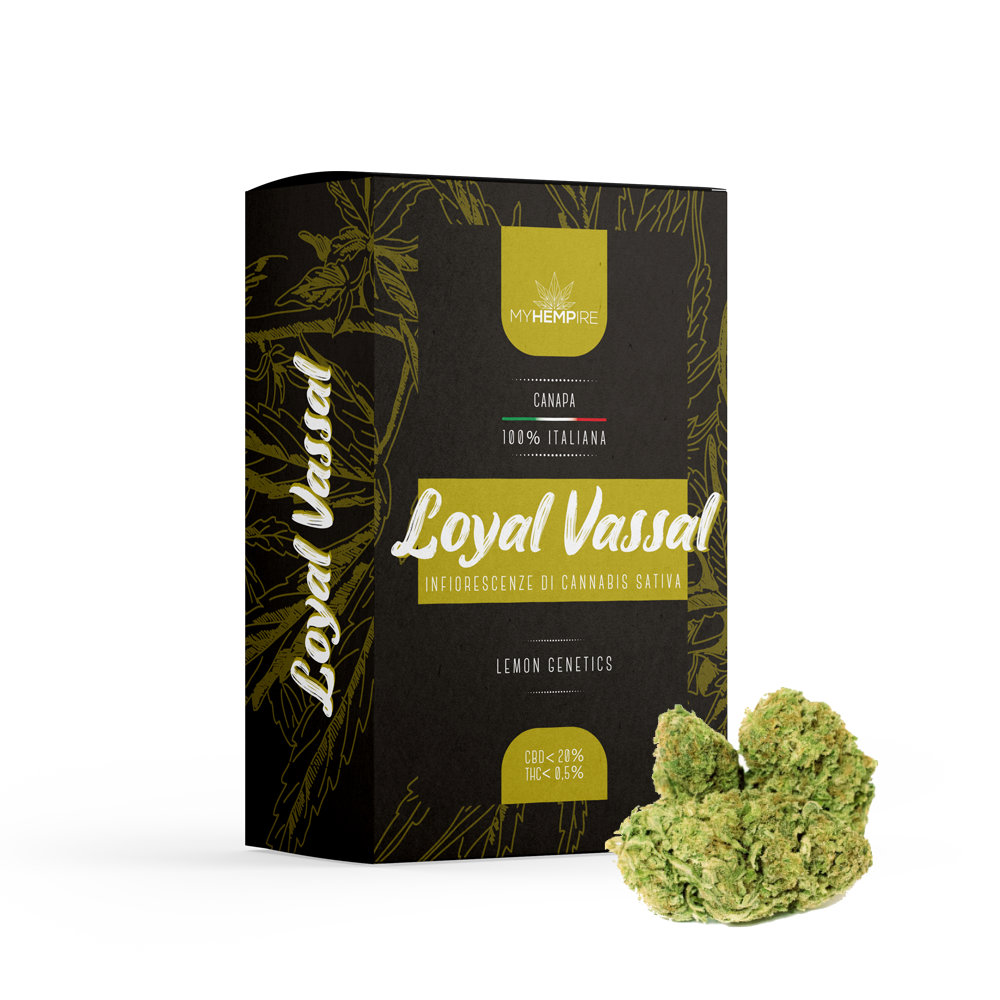 Lemon CBD - Loyal Vassal - CANNABIS LIGHT