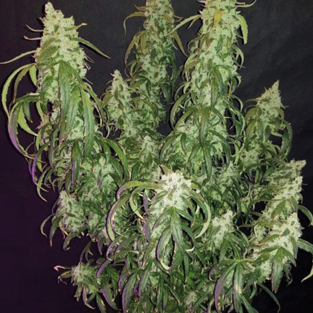 Silver Haze CBD - Piante e Talee di Cannabis Light