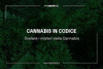 Cannabis in codice: svelare i misteri del dna della pianta