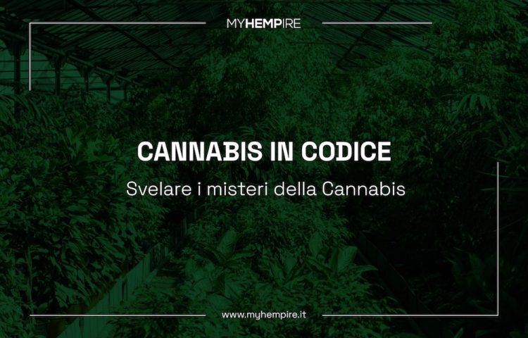 Cannabis in codice: svelare i misteri del dna della pianta